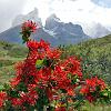 Notro or Ciruelillo (Firebush)